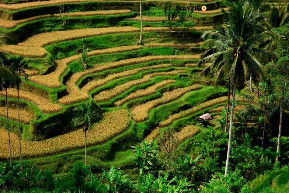 Bali rice terraces and green nature