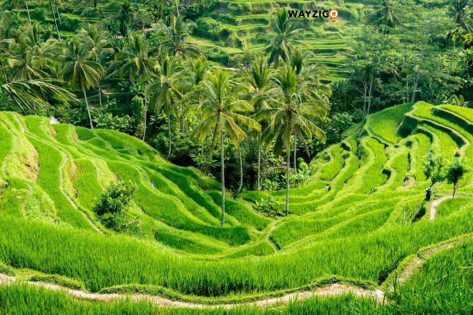 Bali rice terraces