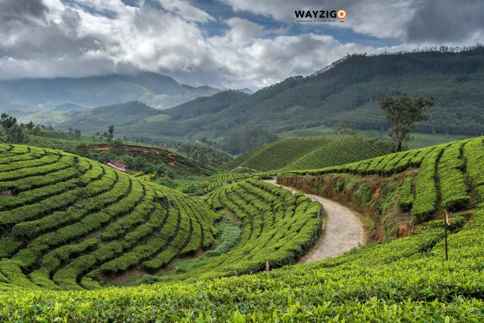 Munnar tea hills