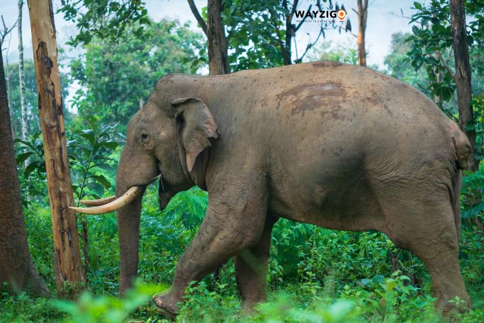 Kerala forest