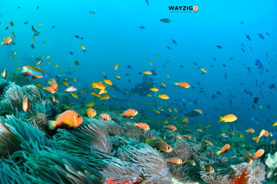 Maldives marine life