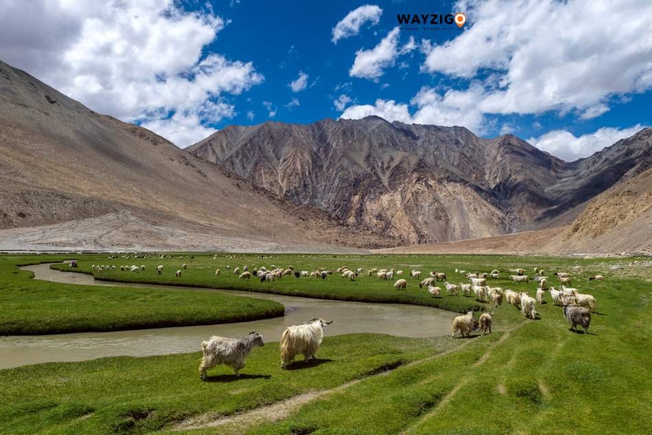 Ladakh nature