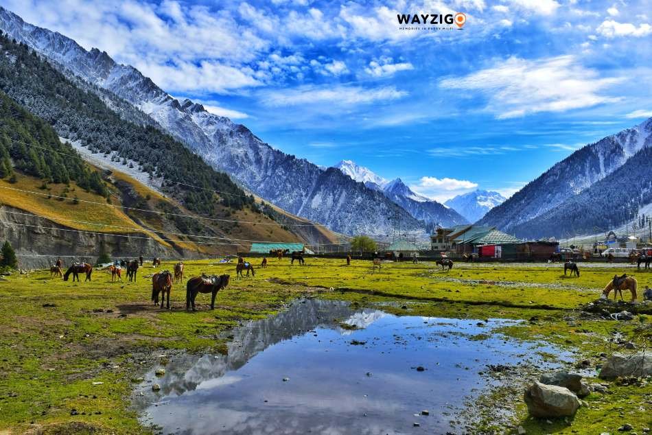 Kashmir meadow