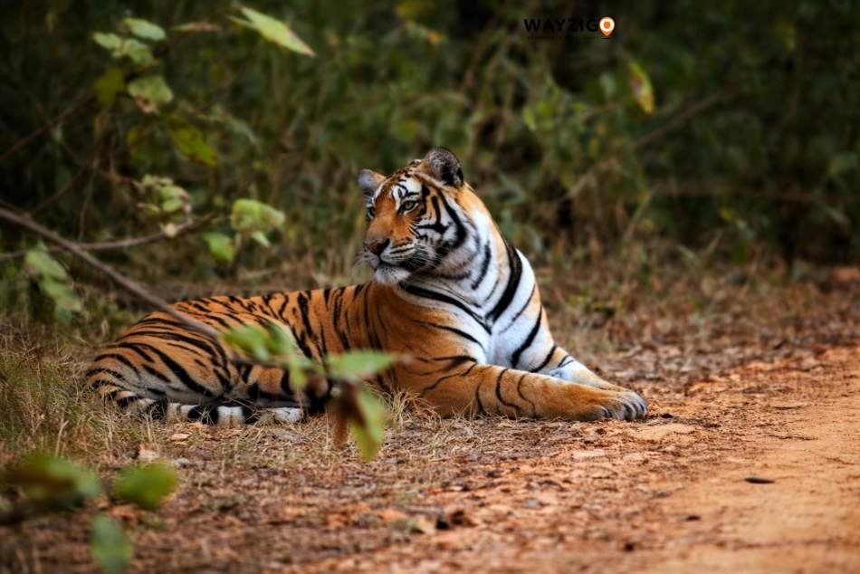 Wild Rajasthan
