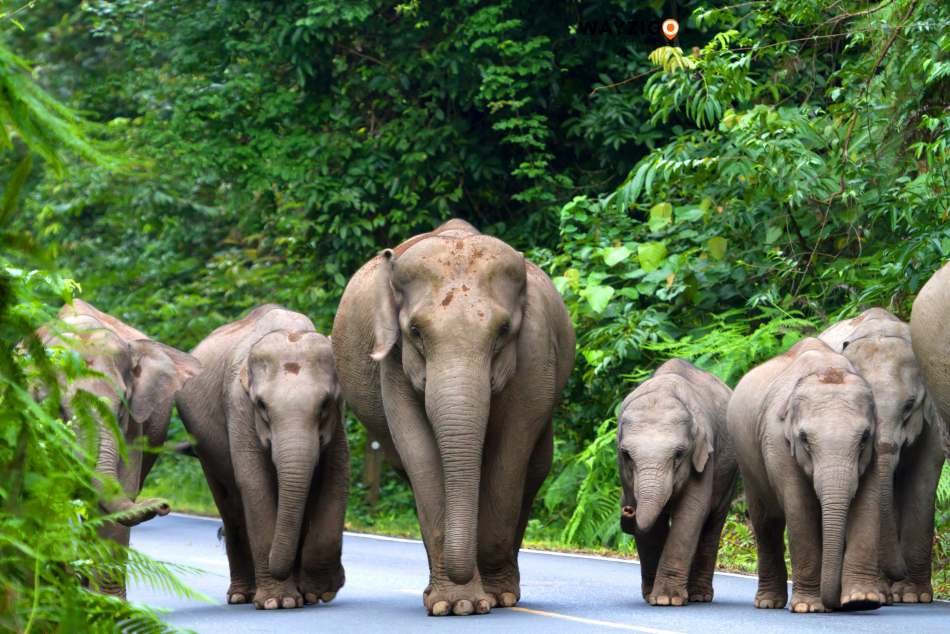 Thailand nature