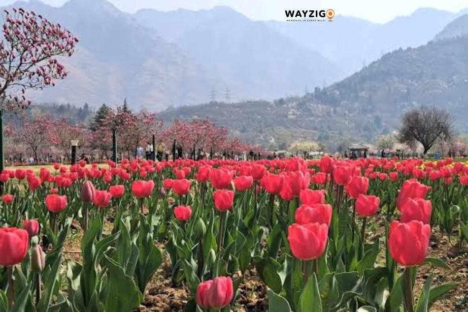 Spring in Kashmir